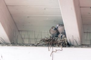 Conseils pour empêcher les oiseaux de rentrer sous la toiture