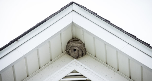 Nid de guêpes sous toiture : comment s'en débarrasser ?