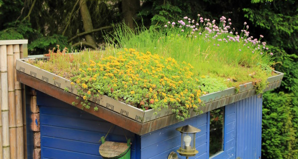Toiture végétalisée : quelles plantes choisir ?